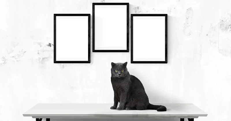 Présentation et décoration